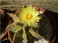52e8da0e-Picture 4921.jpg